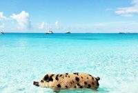 Exumas and Sandals Emerald Bay: A Bahamian Escape
