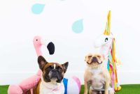 Crafty Floatie Fun for Your Furry Friends