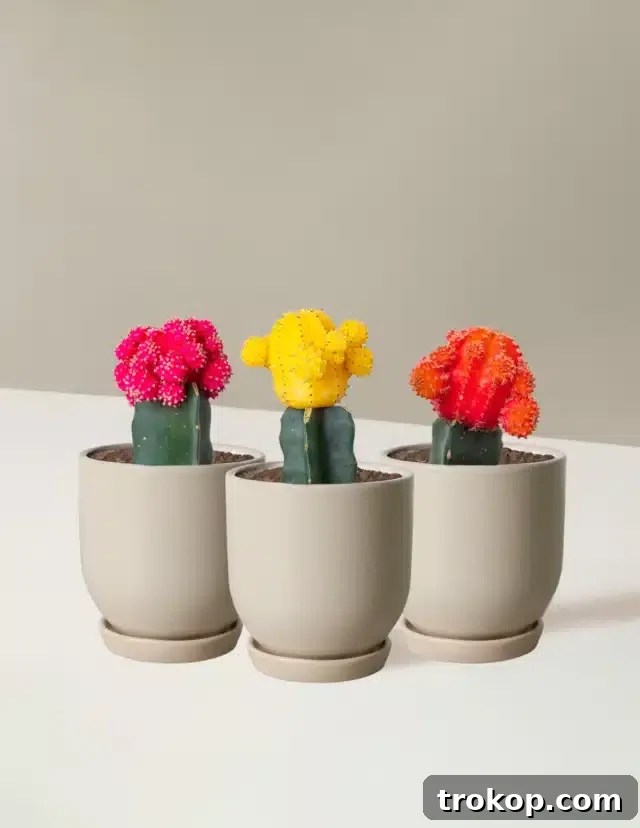 The Sill Moon Cactus, a cheerful and low-maintenance houseplant
