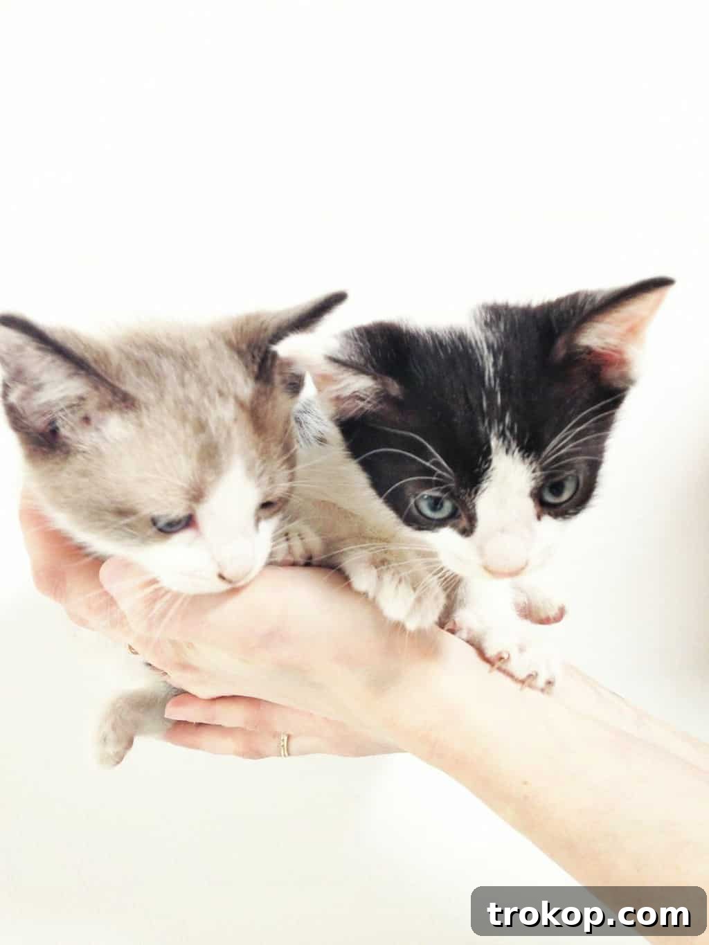 One of the studio kittens, Augusta or Pebbles, relaxing during a photoshoot