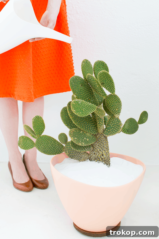 Chic DIY Mid-Century Plant Stands 13 DIY Mid Century Planters - Final look with various plants. Inspiring modern and budget-friendly home decor.