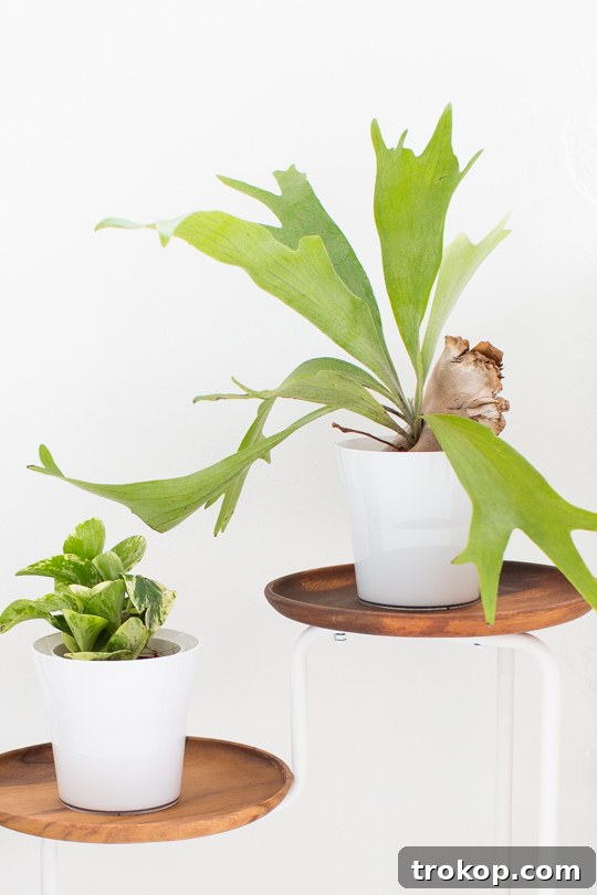 DIY Acacia Wood Indoor Plant Showcase 8 Acacia Wood Plant Stand with Green Plants