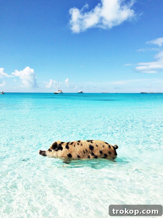 Exumas and Sandals Emerald Bay: A Bahamian Escape 2 Our trip to The Exumas and Sandals Emerald Bay - Sugar & Cloth - Ashley Rose - Travel Blogger