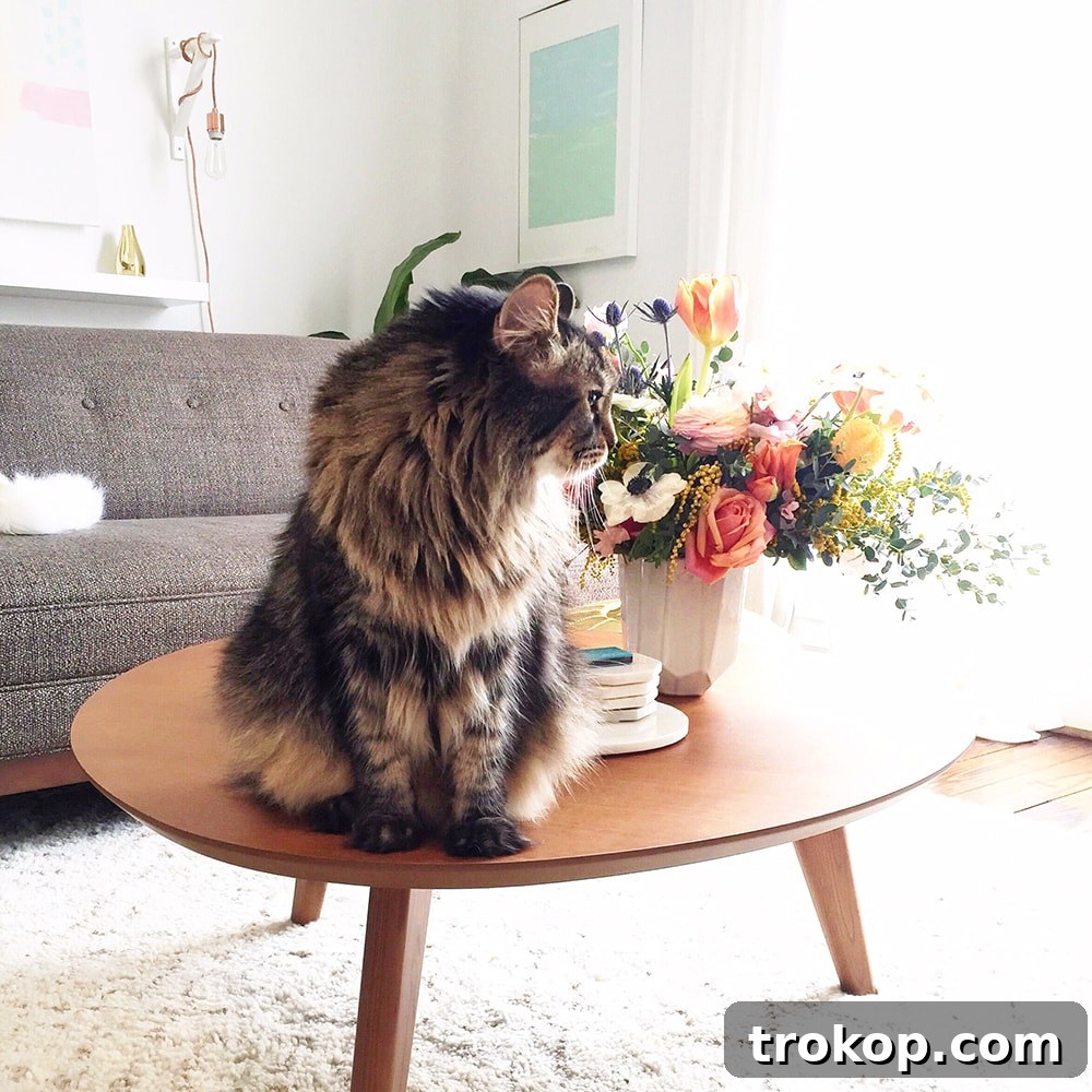 thomas the maine coon - sugar and cloth