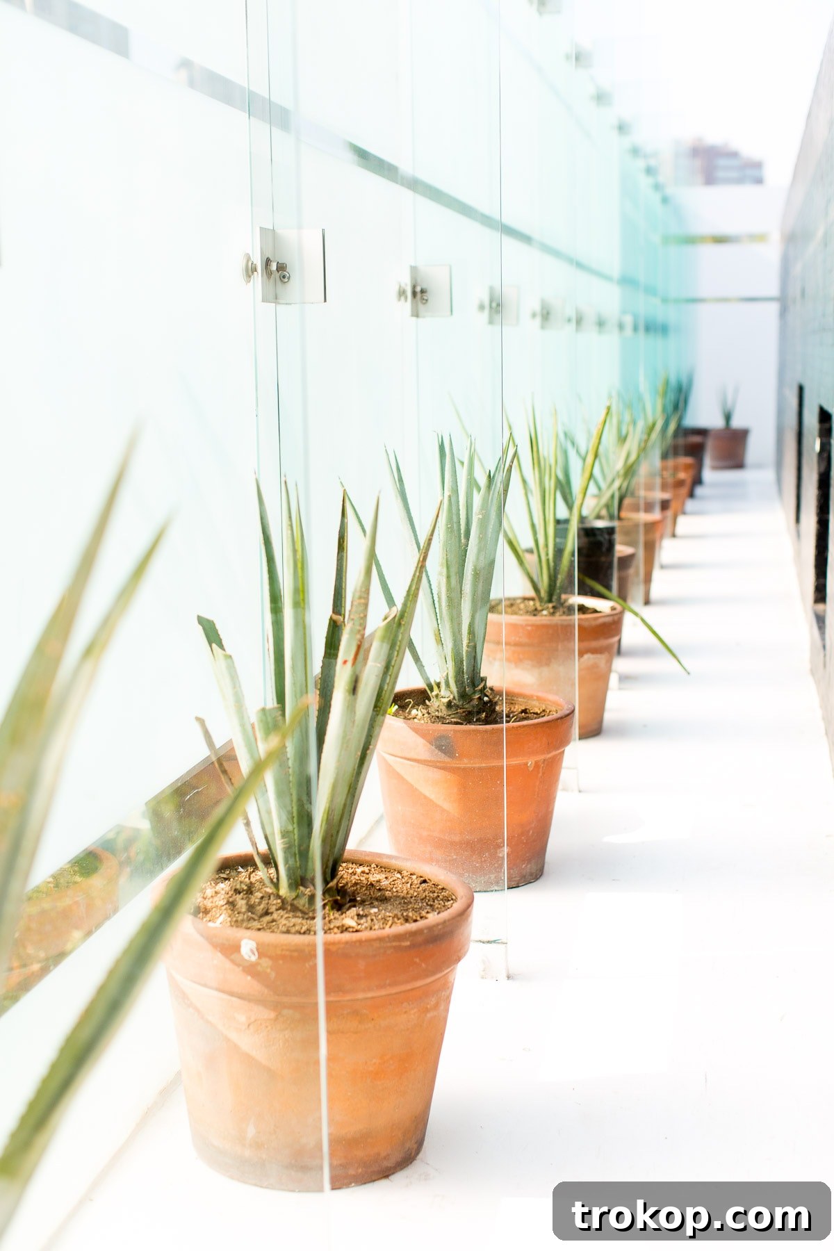 Hotel Habita: Your stylish oasis in the heart of Polanco, Mexico City.