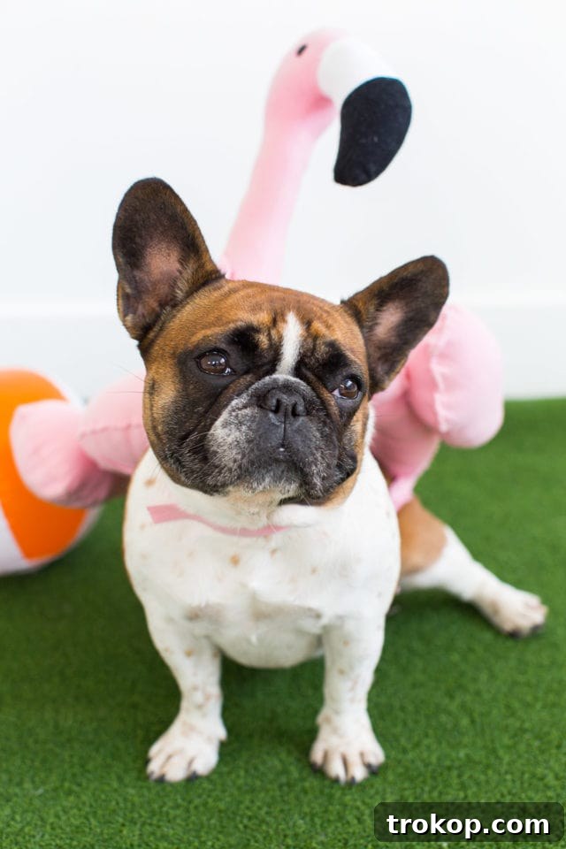 Dog in a DIY unicorn pool float costume, showing side profile and tail