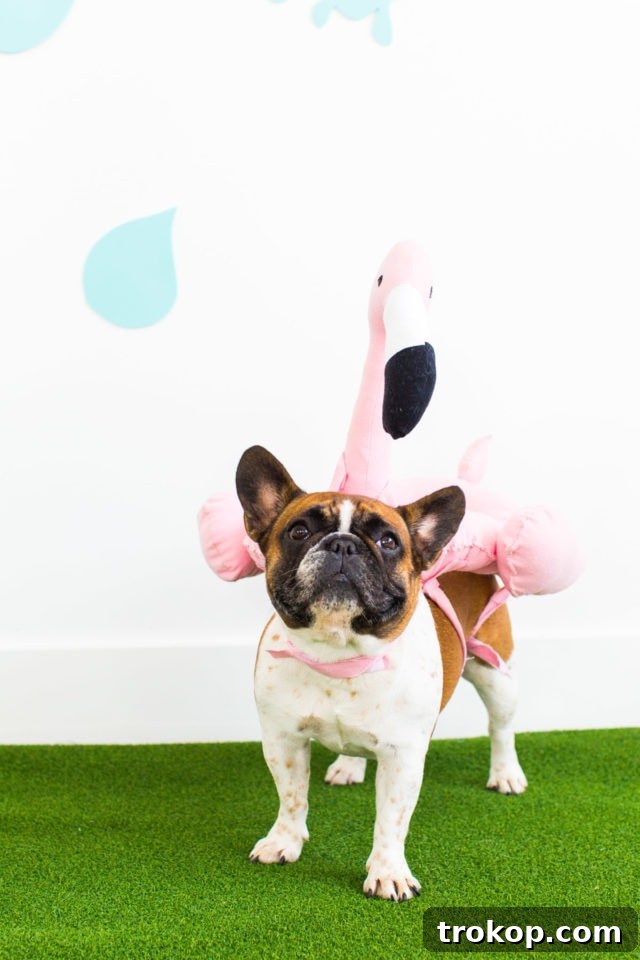 Happy dog in a DIY flamingo pool float costume, looking cheerful