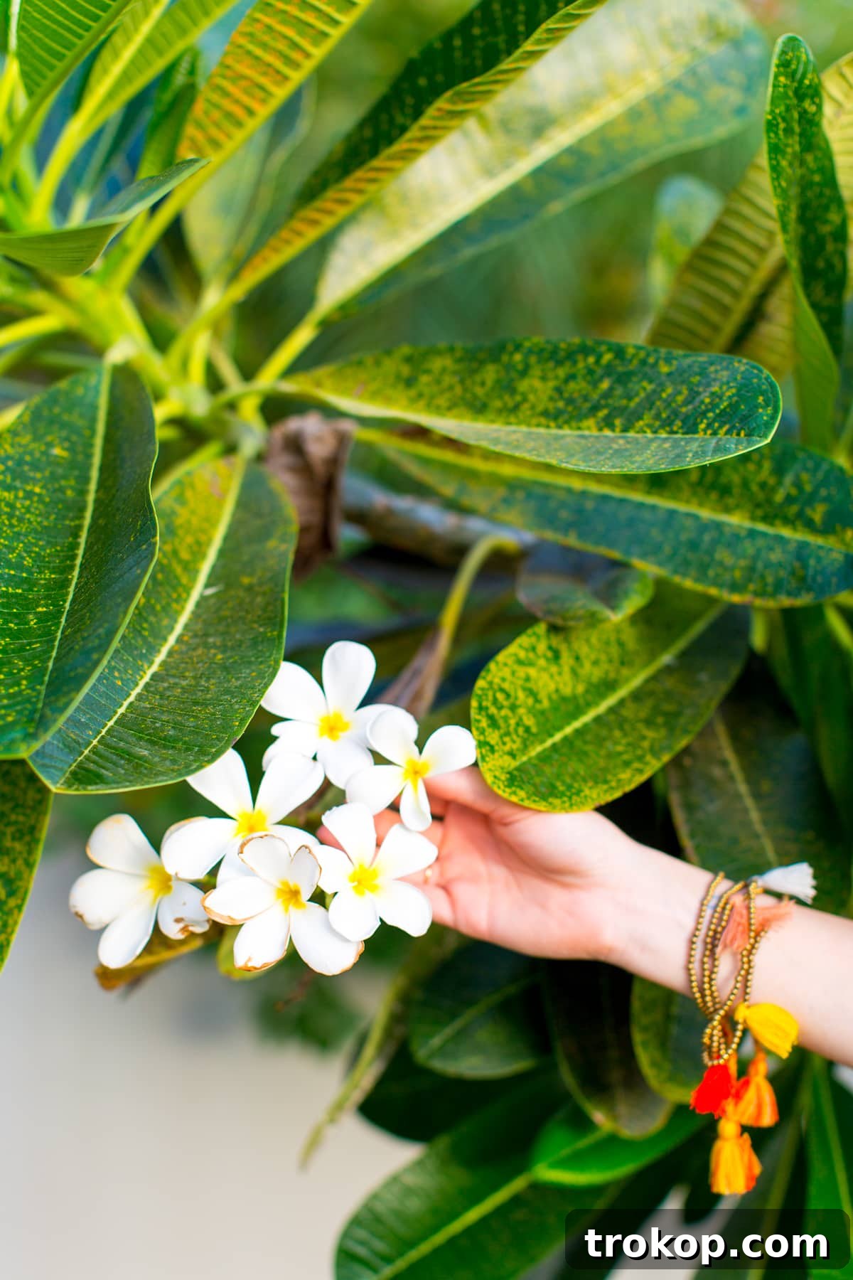 Sharing all the details from our unforgettable trip to Grenada on Sugar & Cloth! Featuring Ashley Rose, a Houston blogger, travel enthusiast, and travel blogger, highlighting our stay at Sandals Grenada.