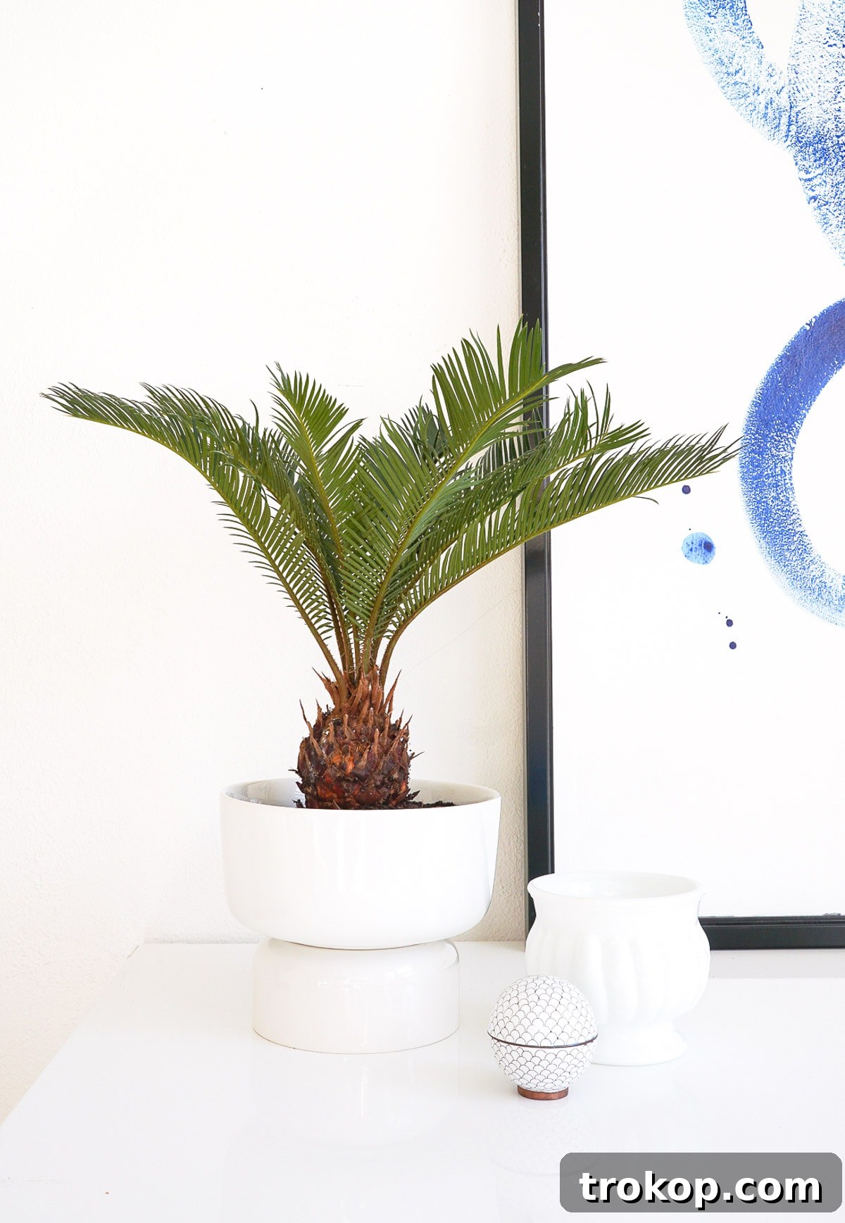 The final step: transferring the plant into the newly created DIY Mid Century Modern Planter, adding greenery to the elegant design.