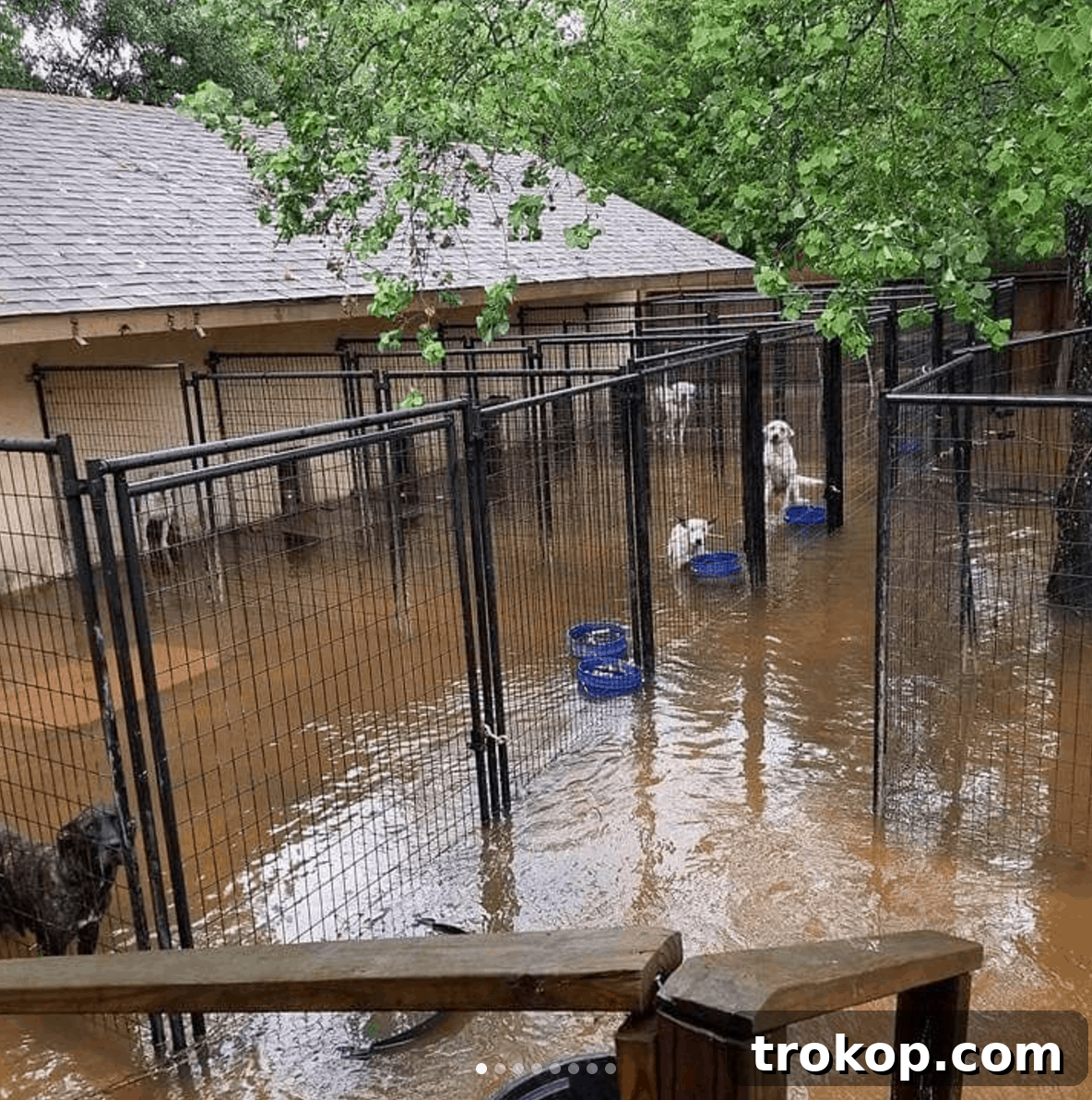 Houston's Storm Response: Updates and Harvey Relief Drive 4 Animals being rescued and cared for at a shelter during the Houston flood