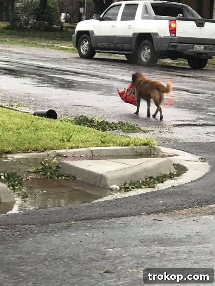 Houston's Storm Response: Updates and Harvey Relief Drive 5 Lost dog carrying a bag of food through flooded Houston streets