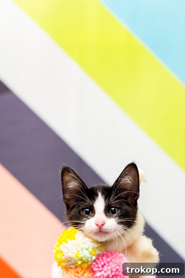 Giving Back: A FREE DIY Workshop at our Studio & BARC Houston Animal Adoption Event! - animal photography - by top Houston lifestyle blogger Ashley Rose of Sugar and Cloth