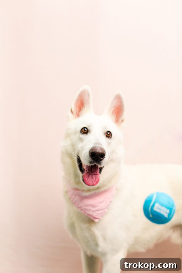 Giving Back: A FREE DIY Workshop at our Studio & BARC Houston Animal Adoption Event! - animal photography - by top Houston lifestyle blogger Ashley Rose of Sugar and Cloth