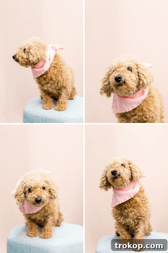 Giving Back: A FREE DIY Workshop at our Studio & BARC Houston Animal Adoption Event! - animal photography - by top Houston lifestyle blogger Ashley Rose of Sugar and Cloth