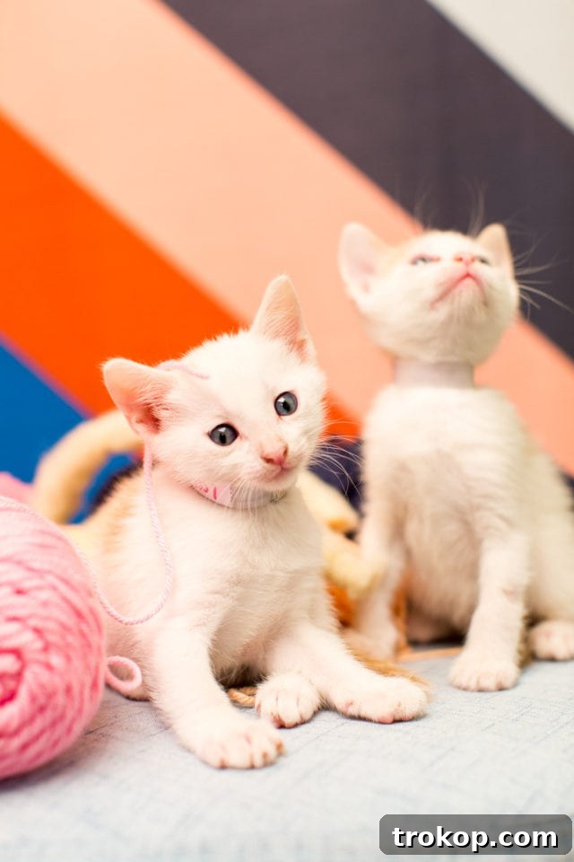 Giving Back: A FREE DIY Workshop at our Studio & BARC Houston Animal Adoption Event! - animal photography - by top Houston lifestyle blogger Ashley Rose of Sugar and Cloth