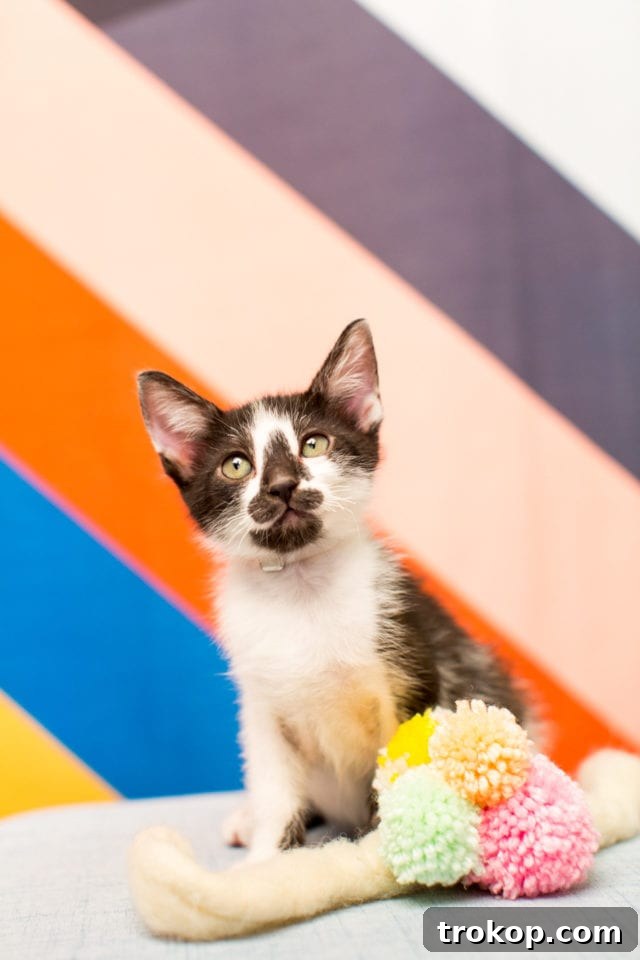 Giving Back: A FREE DIY Workshop at our Studio & BARC Houston Animal Adoption Event! - animal photography - by top Houston lifestyle blogger Ashley Rose of Sugar and Cloth
