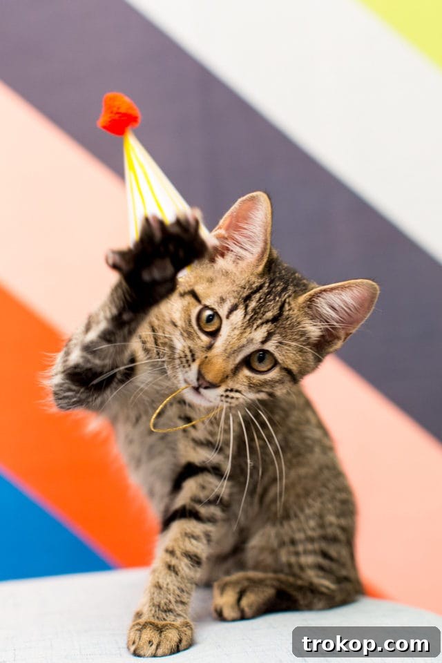 Giving Back: A FREE DIY Workshop at our Studio & BARC Houston Animal Adoption Event! - animal photography - by top Houston lifestyle blogger Ashley Rose of Sugar and Cloth