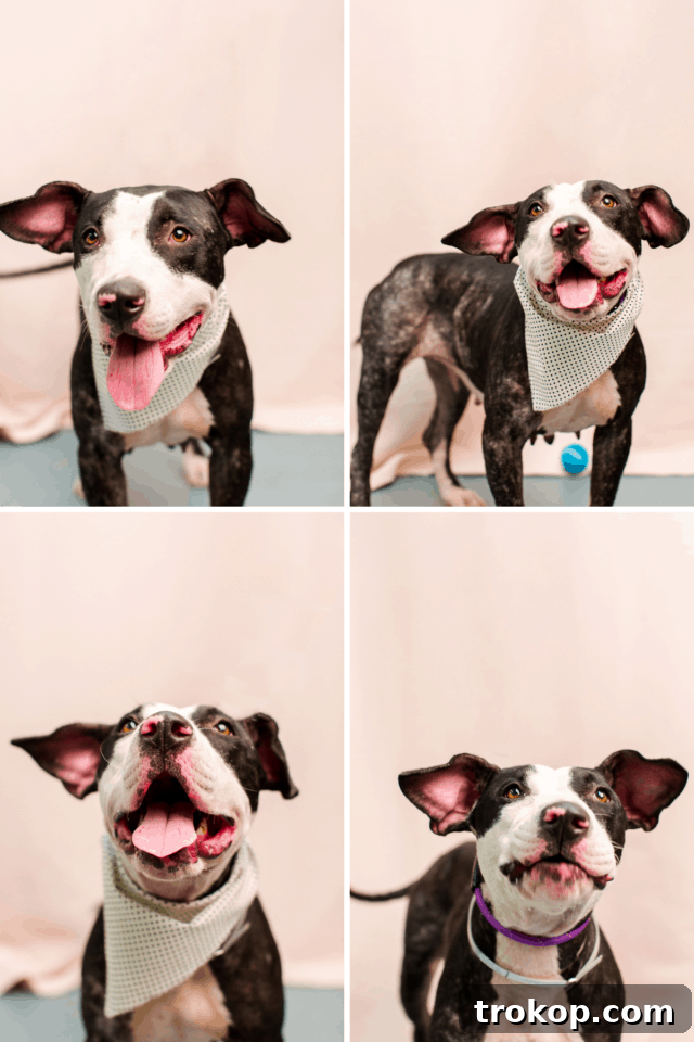 Giving Back: A FREE DIY Workshop at our Studio & BARC Houston Animal Adoption Event! - animal photography - by top Houston lifestyle blogger Ashley Rose of Sugar and Cloth