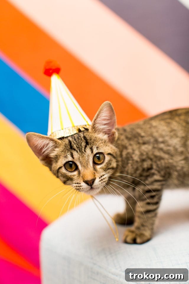 Giving Back: A FREE DIY Workshop at our Studio & BARC Houston Animal Adoption Event! - animal photography - by top Houston lifestyle blogger Ashley Rose of Sugar and Cloth