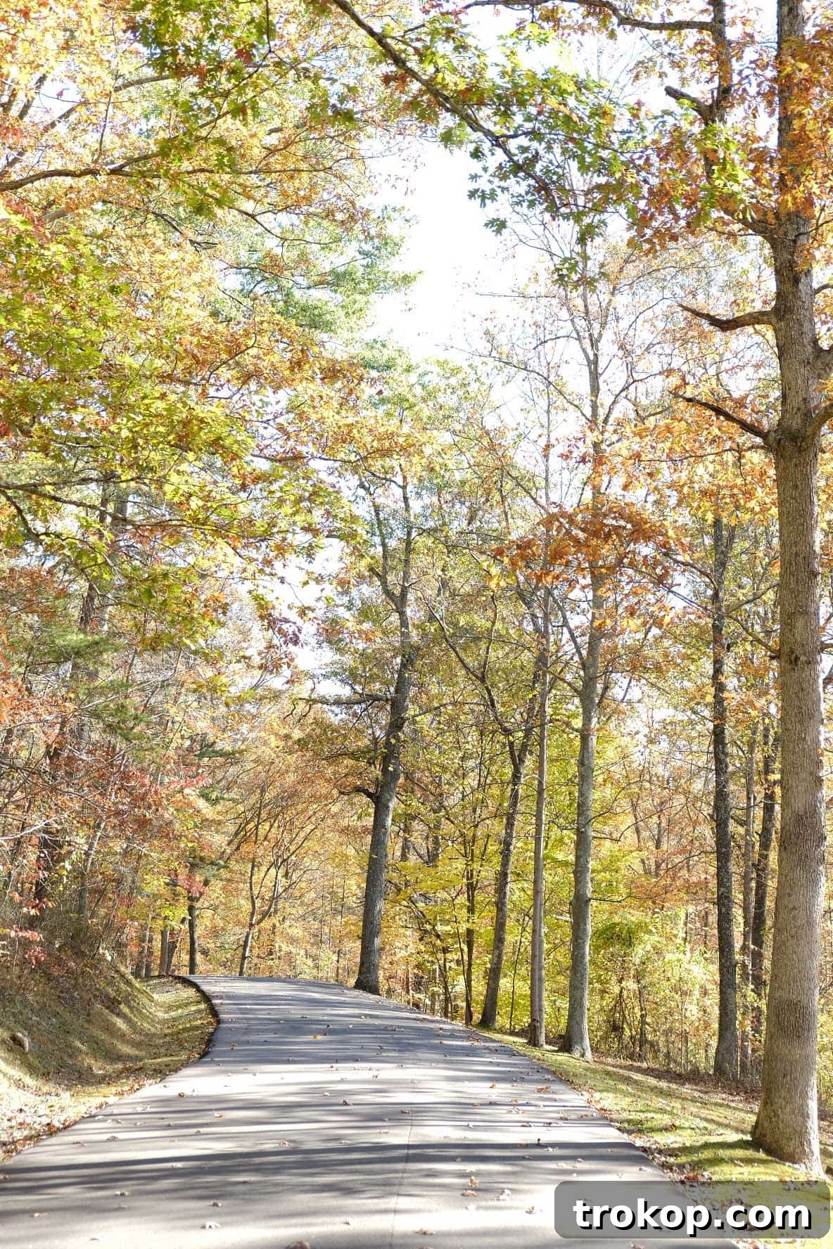 Joyful moments amidst the fall foliage in West Virginia, shared by Houston lifestyle blogger Sugar and Cloth