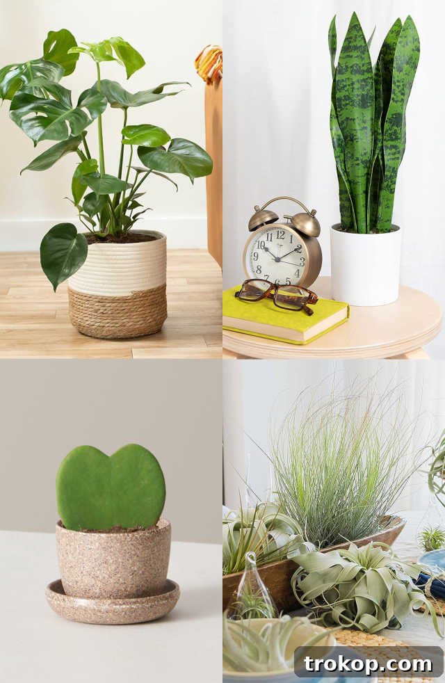 Collection of Unique House Plants