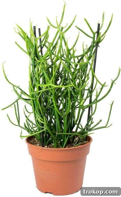 Pencil Cactus - Live Plant in a 6 Inch Pot - Euphorbia Tirucalli - Beautiful Indoor Outdoor Succulent Houseplant