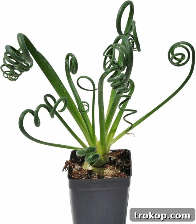Frizzle Sizzle Plant: Albuca Spiralis, a unique houseplant with spiral leaves