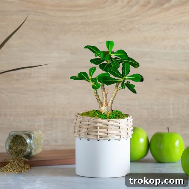 LiveTrends Siesta Live Desert Rose Plant House Plant in 4-in Planter for unique houseplants
