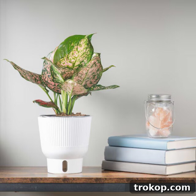 Chinese Evergreen or Aglaonema for easy and unique houseplants
