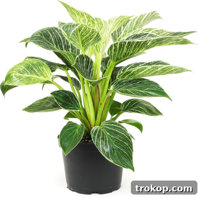 Birkin Philodendron with stunning creamy white variegation for unique houseplants