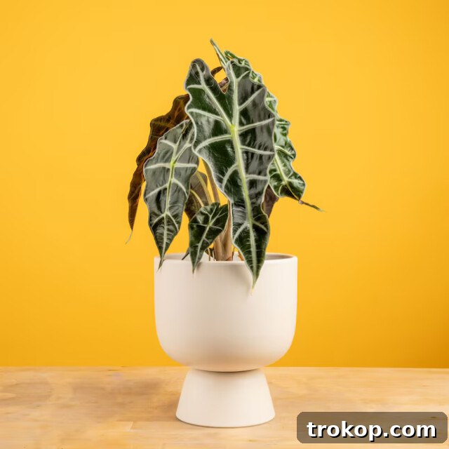 Alocasia Macrorrhizos, also known as Elephant's Ear Plant, with large, striking leaves for unique houseplants