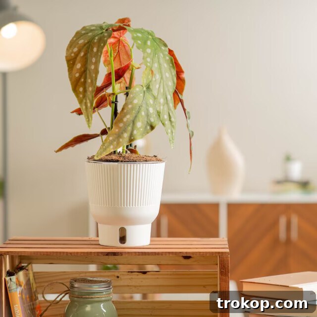 Polka Dot Begonia: Begonia Maculata with unique silver-spotted leaves