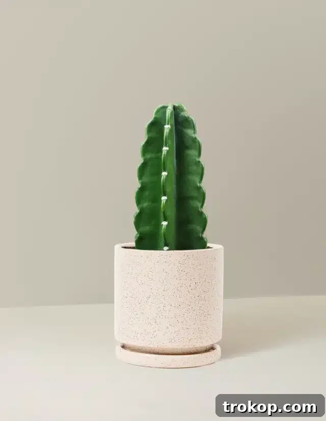 Cuddly Cactus, a unique spineless or soft-spined cactus for safe handling