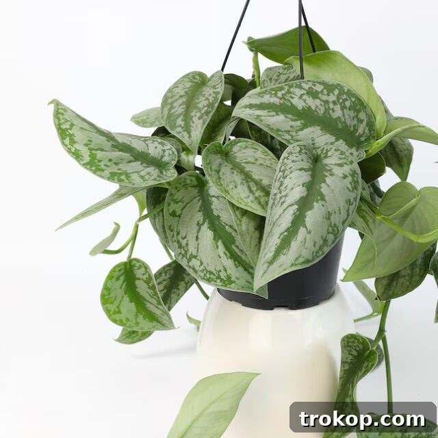Scindapsus pictus or Altman Plants Pothos Silver Vine House Plant for unique houseplants