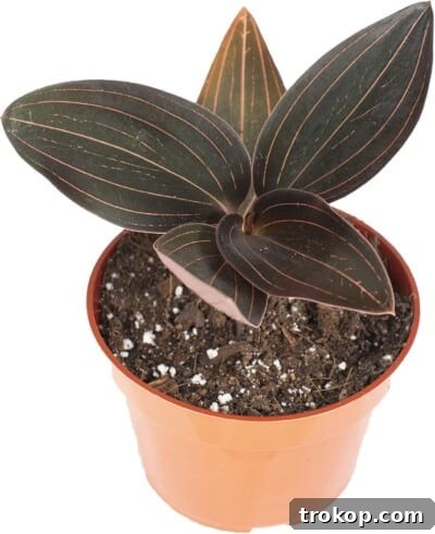 Black Jewel Orchid (Ludisia discolor) with striking velvety leaves and intricate veining for unique houseplants