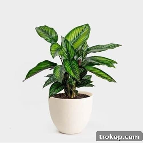 American Plant Exchange Live Calathea Beauty Star Plant, Prayer Plant, Plant Pot for Home and Garden Decor, 6