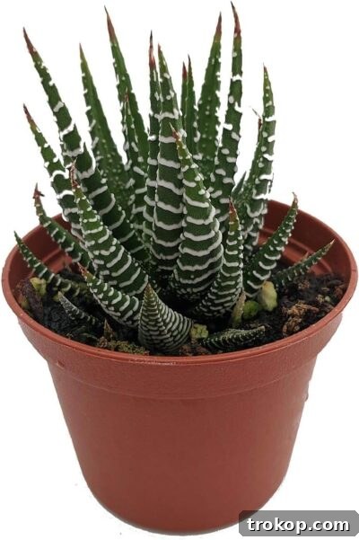 Zebra Plant - Haworthia fasciata - Easy to Grow/Hard to Kill Succulent- 2.5
