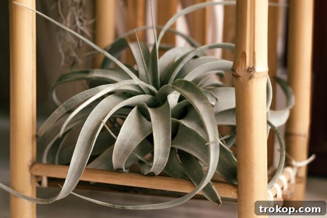 Tillandsia Xerographica Air Plant, Tillandsia Air Plants Live Large Indoor Plants Live Houseplants, Exotic Plants for Succulent Terrarium, Fairy Garden Decor, Succulents Live Plants by Plants for Pets