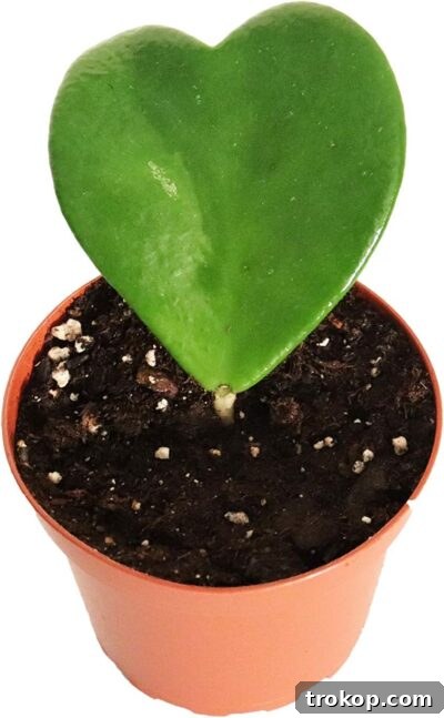 Hoya Kerrii (Single Heart, Non-Variegated) - 4'' from California Tropicals for unique houseplants