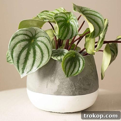 Peperomia 'Watermelon' Live Plant for Indoor | Different Houseplants in 4'' & 6'' Pot | Real House Plant Decor for Living Room, Office, Desk & Bathroom | Watermelon Begonia | Peperomia argyreia