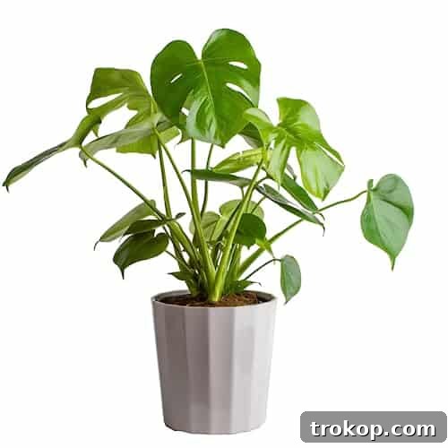 Costa Farms Monstera Plant, Easy to Grow Houseplant, Live Indoor Plant Potted in Indoors Garden Decor Plant Pot, Potting Soil, Housewarming Gift, Home, Office, and Tropical Room Decor, 2-3 Feet Tall