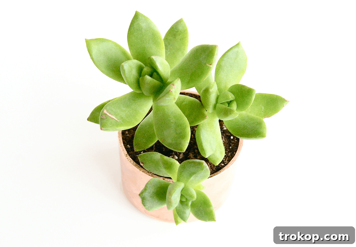 DIY mini copper planters by Sugar & Cloth for Poppytalk DIY Mini Copper Planters and organizers - Sugar & Cloth - DIY - Houston Blogger - Poppy Talk