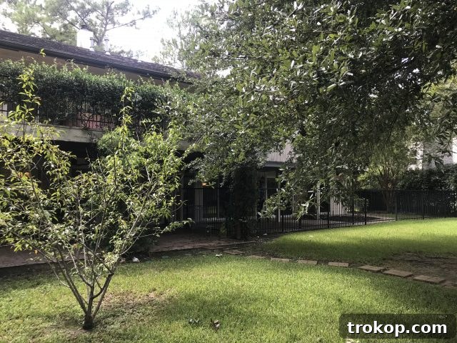 Overgrown backyard photo before renovation, showing dense foliage and neglected space