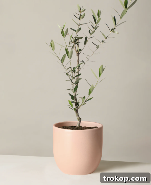Olive tree from The Sill, a great hostess gift idea.