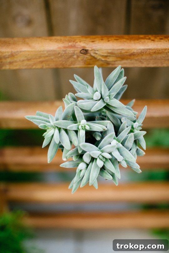 Succulent Detail on Vertical Planter Close-up of a succulent on a wooden planter