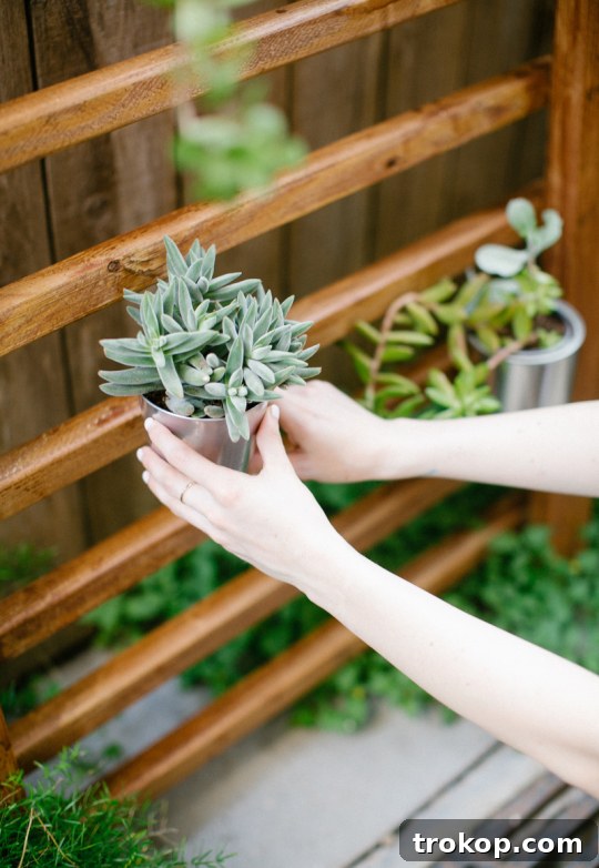 Hanging Succulents on Vertical Garden Hanging a succulent on a vertical planter